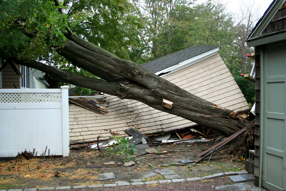 tree on home due to wind damage