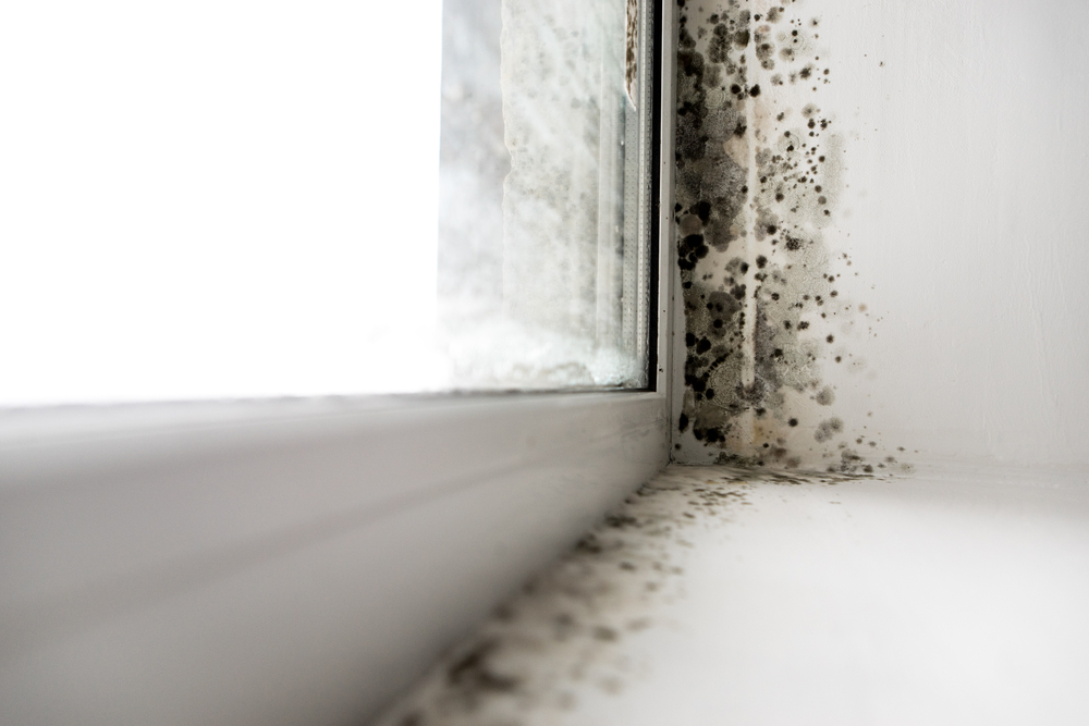 mold in a house