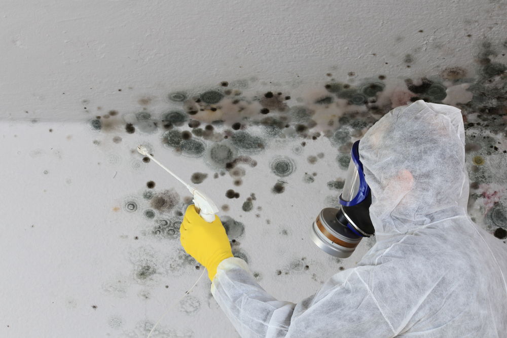 a professional cleaning up mold on a wall
