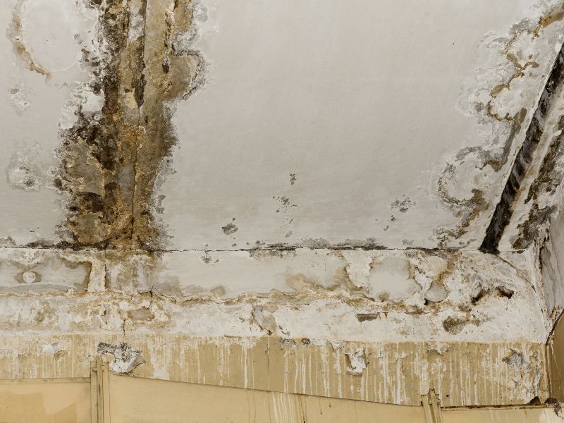 Mold on a leaking roof of a wall in Wauwatosa, WI