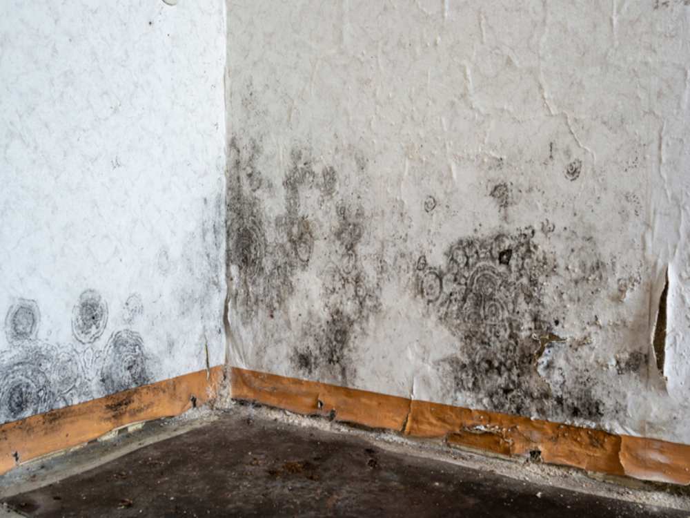 Mold growth inspection after water damage in a Wauwatosa, WI home
